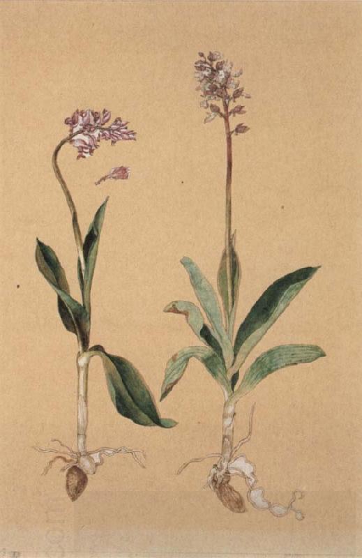 Hans Weiditz Orchis Militaris